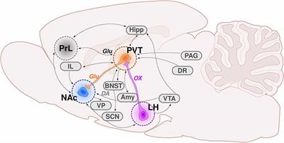 paraventricular thalamus thalamic hypothalamic striatal node frontiersin motivated